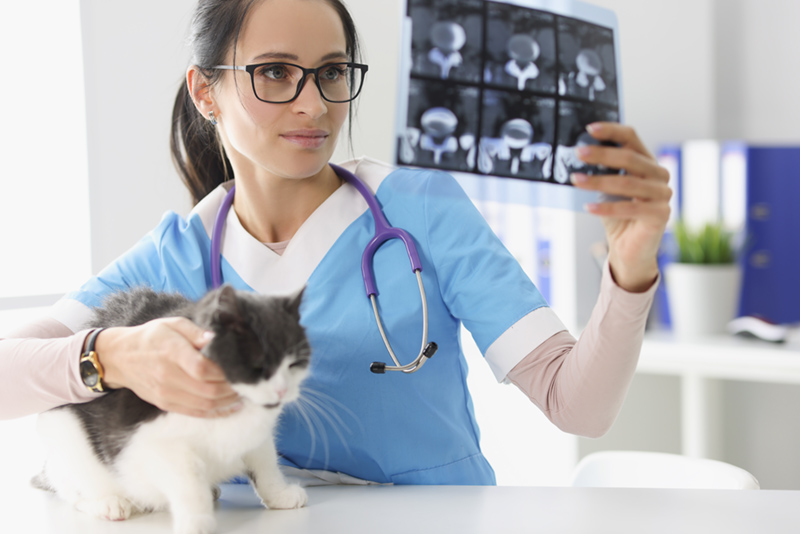 Veterinary Telemedicine