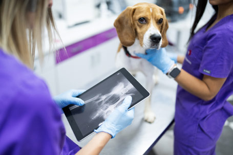 Multimodality Medical Imaging - Unleash the power of human-grade PACS in your veterinary practice! With 30 years of expertise, Freeland Systems brings you AccessPoint Vet - a cloud-based solution tailored for animal care.